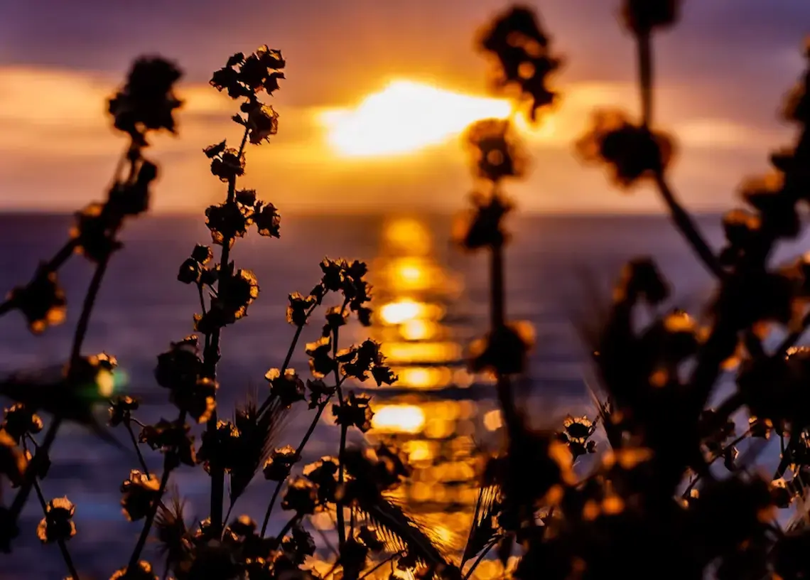 Flowers on Pacific Beach